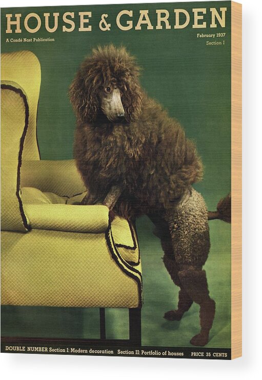 Illustration Wood Print featuring the photograph A House And Garden Cover Of A Poodle by Anton Bruehl