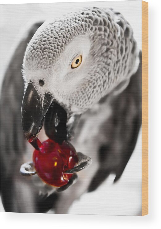 Bird Wood Print featuring the photograph African Grey and Cherry by Paulina Szajek