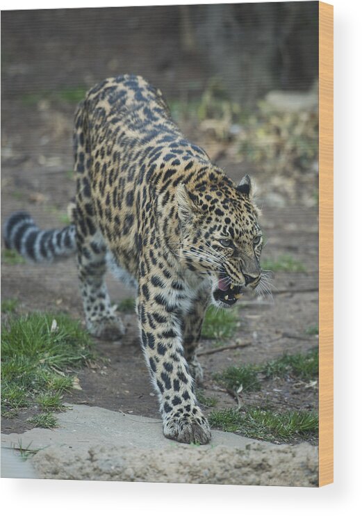 Amur Leopard Wood Print featuring the photograph Amur Leopard by Phil Abrams