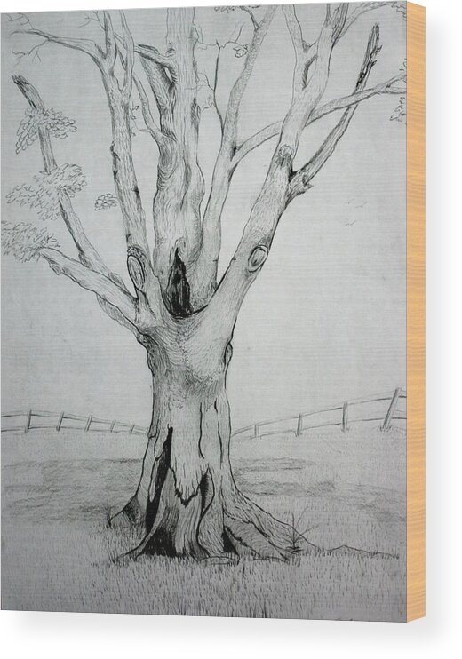 Tree Wood Print featuring the drawing An Old Tree by Stacy C Bottoms