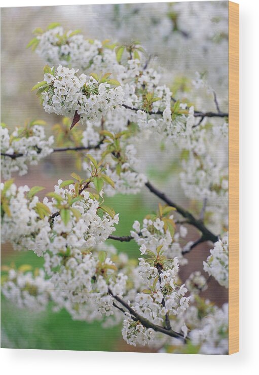Malus Sp. Wood Print featuring the photograph Apple Blossom (malus Sp.) by Rachel Warne/brogdale Horticultural Trust/ Science Photo Library