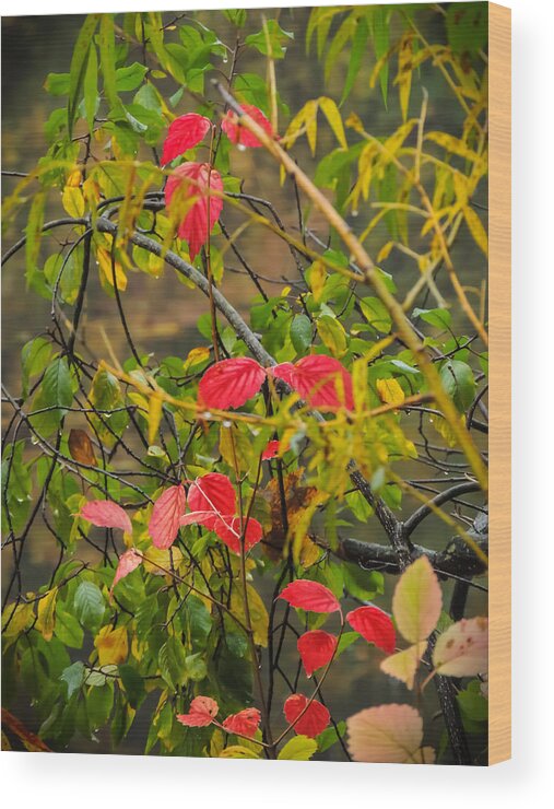 Autumn Wood Print featuring the photograph Autumn Rain by Robert Mitchell