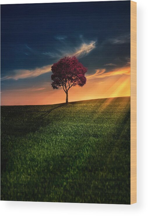 Agriculture Wood Print featuring the photograph Awesome Solitude by Bess Hamiti