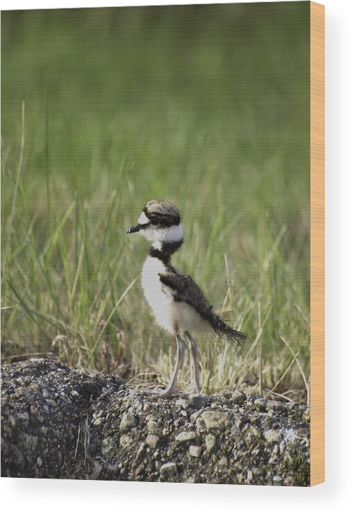 Killdeer Bird Wood Print featuring the photograph Baby Killdeer 2 by Thomas Young