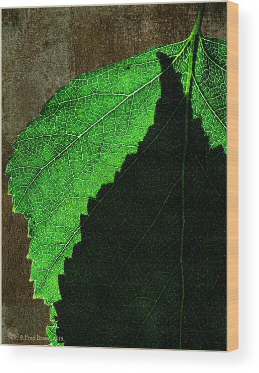 Birch Leaves Wood Print featuring the photograph Back Light Birch Leaves 2 by Fred Denner