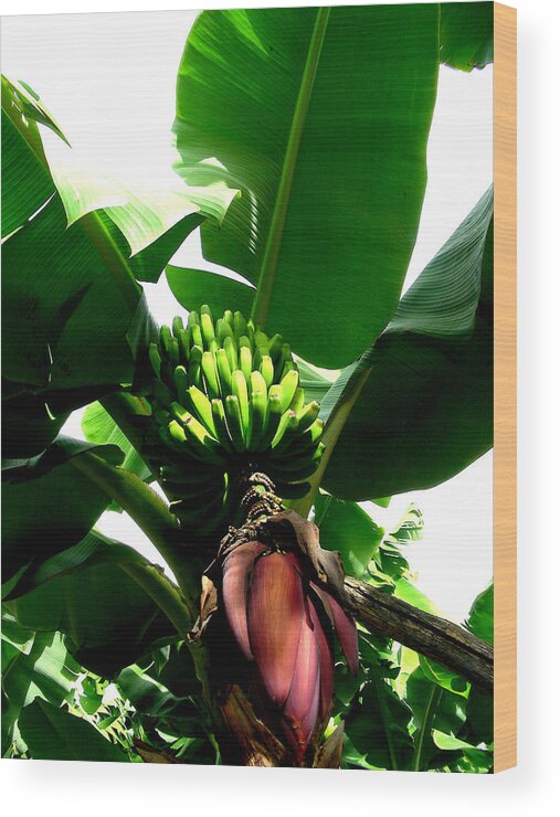 Digital Art Wood Print featuring the photograph Bananas by Jean Wolfrum