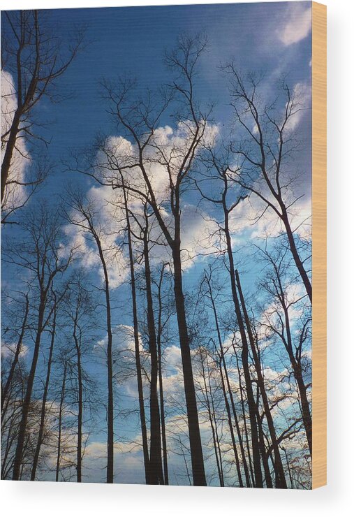 Sky Wood Print featuring the photograph Bare Trees Fluffy Clouds by Jeanette Oberholtzer