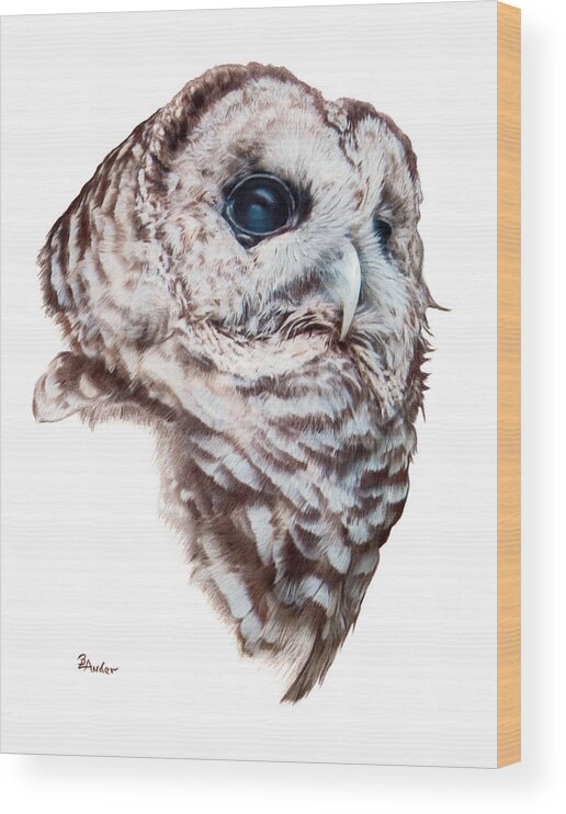 Barred Owl Wood Print featuring the drawing Barred Owl by Brent Ander