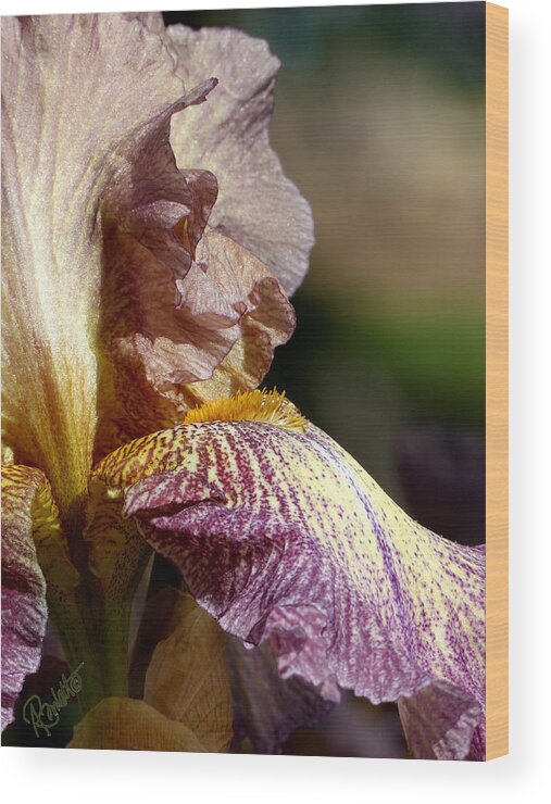 Iris Wood Print featuring the photograph Bearded Iris #1 by Ann Ranlett