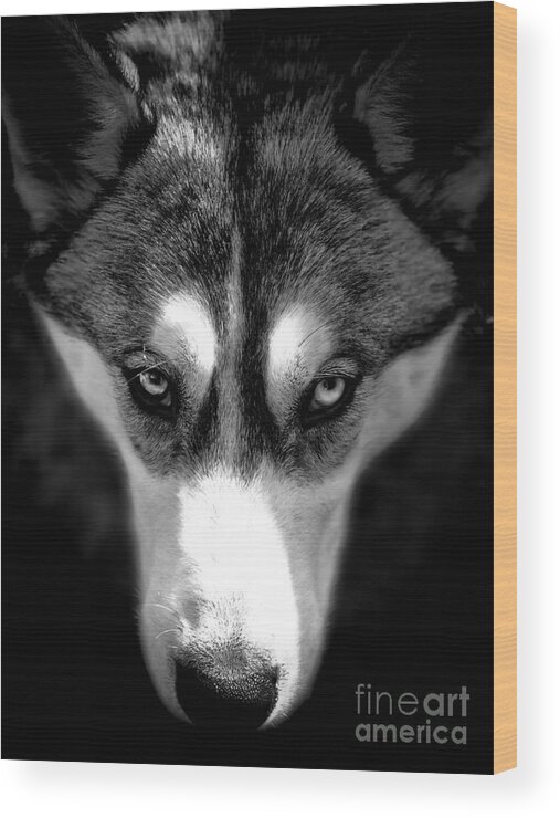 Husky Wood Print featuring the photograph Beautiful Husky by Karen Lewis