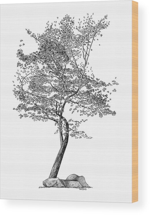 Beech Tree Rapidograph Pen Ink Wood Print featuring the drawing Beech Tree by Scott Woyak