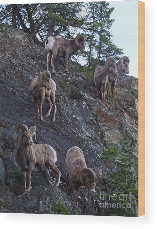 Bighorn Sheep Wood Print featuring the photograph Bighorn Sheep - Rocky Mountains by Phil Banks