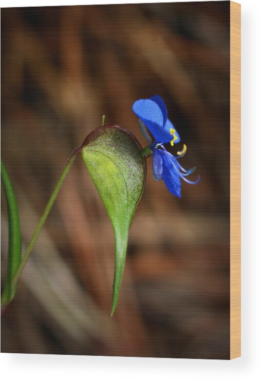 Commelina Dianthifolia Wood Print featuring the photograph Bird-Bill Dayflower Side View by Aaron Burrows