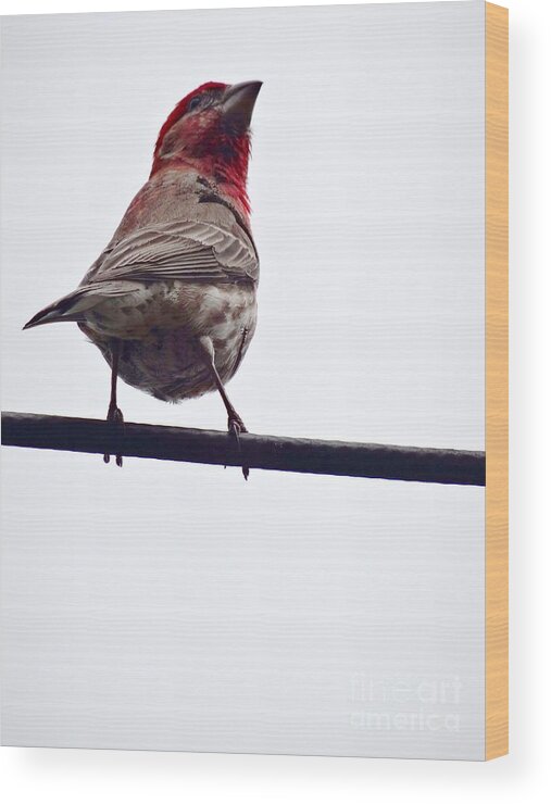 Finch Wood Print featuring the photograph Bird On a Wire by Christopher Plummer