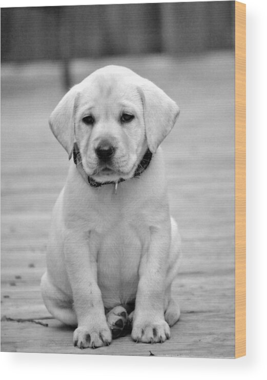Puppy Prints Wood Print featuring the photograph Black and White Puppy by Kristina Deane
