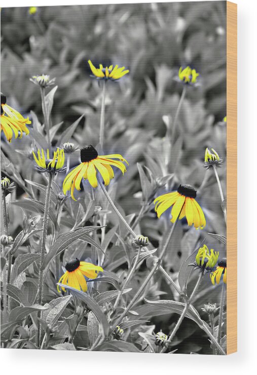 Blackeyed Susan Wood Print featuring the photograph Black-Eyed Susan Field by Carolyn Marshall