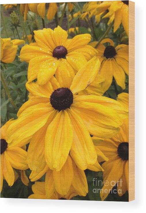 Flowers Wood Print featuring the photograph Black Eyed Susans by Barbara Von Pagel