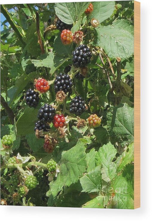 Fruits Wood Print featuring the photograph Blackberries by Susanne Baumann