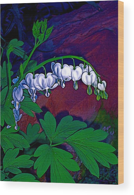 Flower Wood Print featuring the photograph Bleeding Heart 1 by Pamela Cooper