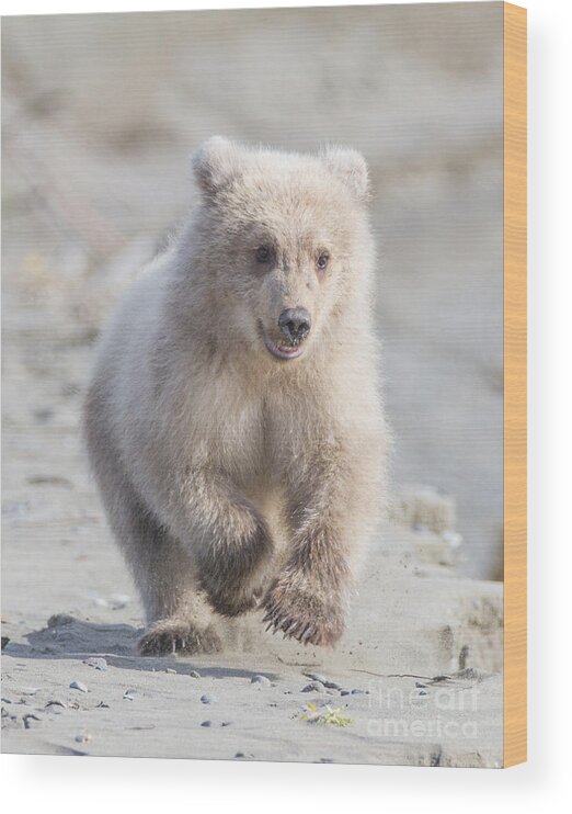 Grizzly Bear Wood Print featuring the photograph Blondes Have More Fun by Chris Scroggins