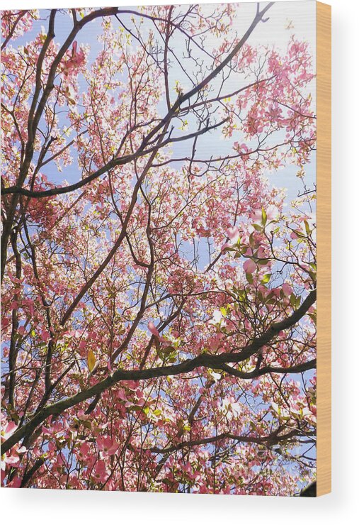 Flowers Wood Print featuring the photograph Blossoming Pink by Robyn King