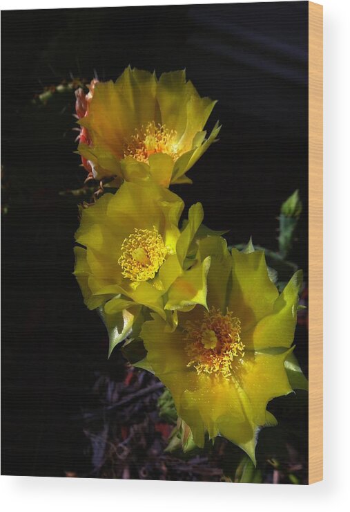 Cactus Wood Print featuring the photograph Blossoms at Dusk by Nick Kloepping