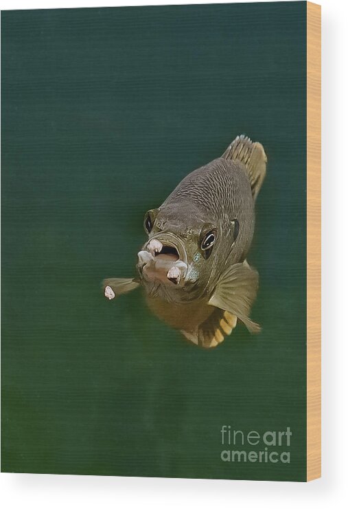 Blue Gill Wood Print featuring the photograph Blue Gill Feeding by Gwen Gibson