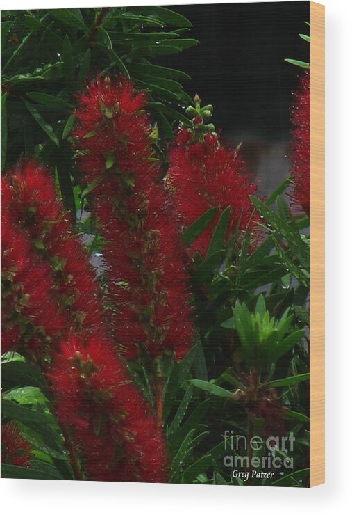 Patzer Wood Print featuring the photograph Bottle Brush by Greg Patzer