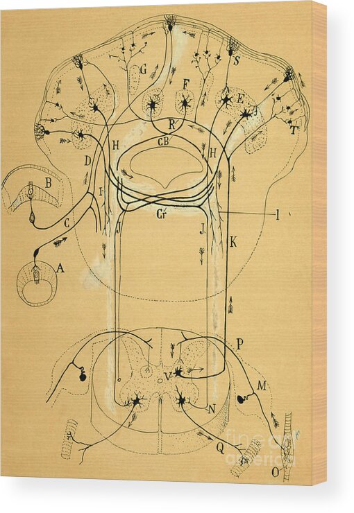 Vestibular Connections Wood Print featuring the drawing Brain Vestibular Sensor Connections by Cajal 1899 by Science Source
