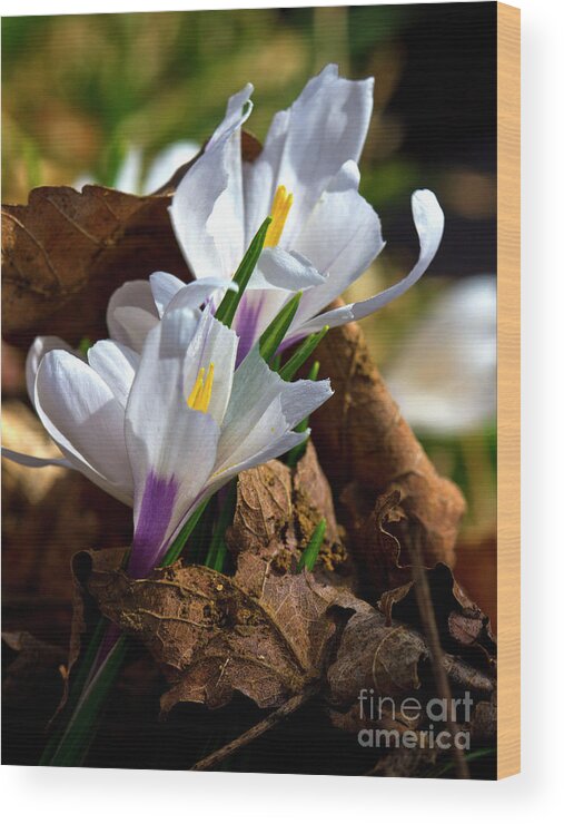 Flowers Wood Print featuring the photograph Breaking Through by Charles Lupica