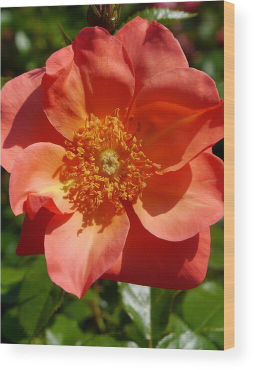 Orange Rose Wood Print featuring the photograph Brighter Than Sunshine by Christiane Schulze Art And Photography