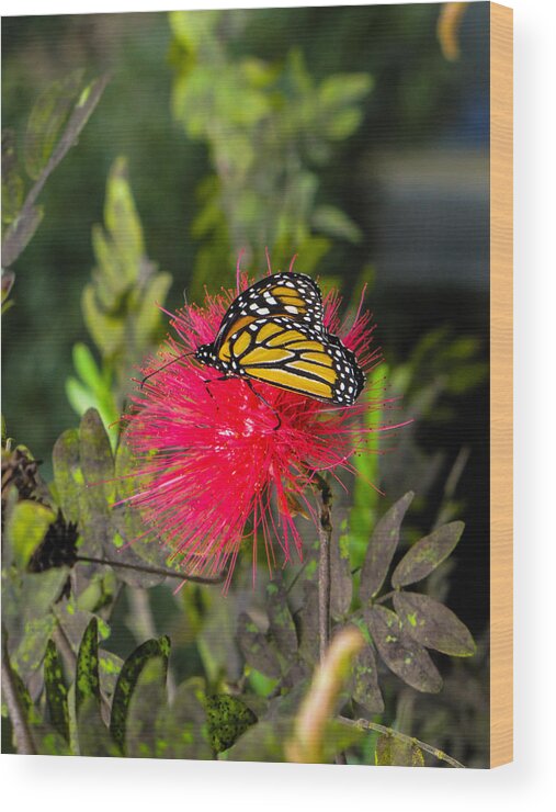 Photography Wood Print featuring the photograph Butterfly in Flower Bush by RobLew Photography