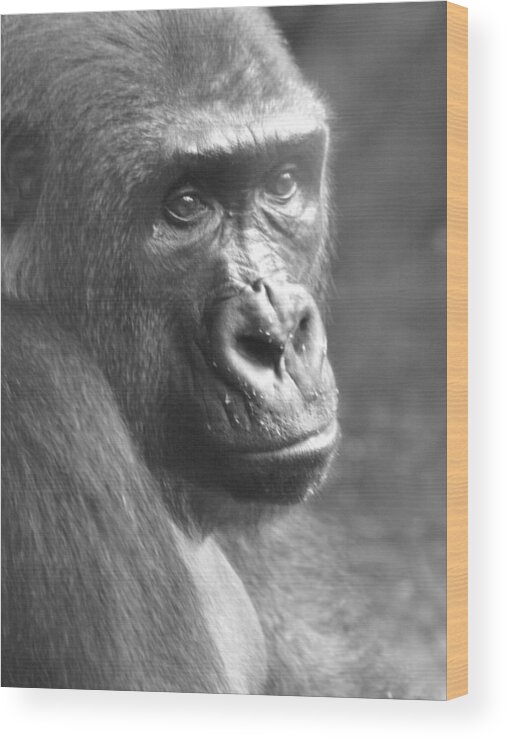 Ape Wood Print featuring the photograph BW In His Eyes by Jeffrey Peterson
