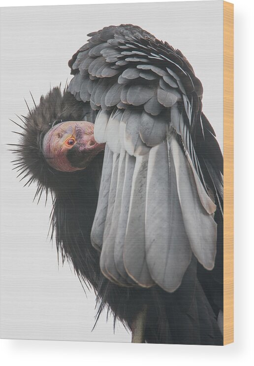 Condor Wood Print featuring the photograph California Condor by Angie Vogel