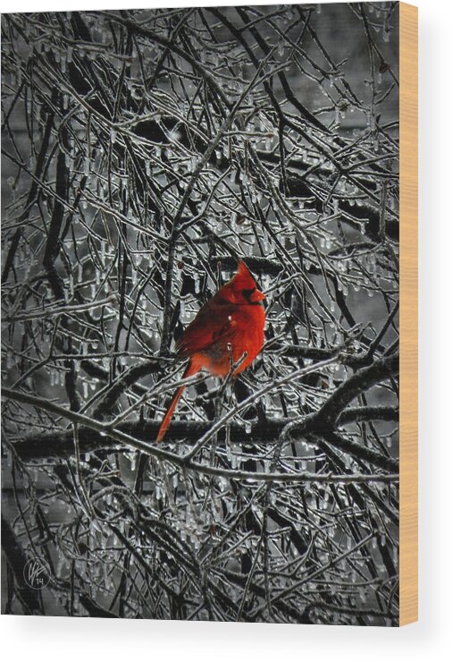 Cardinal Wood Print featuring the photograph Cardinal in an Ice Storm 001 by Lance Vaughn