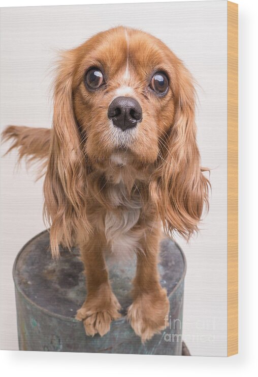 Cavalier Wood Print featuring the photograph Cavalier King Charles Spaniel Puppy by Edward Fielding