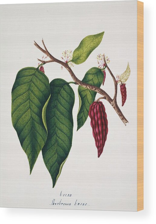 Plant Wood Print featuring the photograph Chocolate Cocoa Plant by Natural History Museum, London/science Photo Library