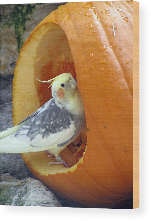 Cockatiel Wood Print featuring the photograph Cockatiel - Glutton by Pamela Critchlow