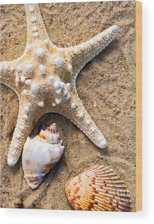 Seashells Wood Print featuring the photograph Collecting Shells by Colleen Kammerer