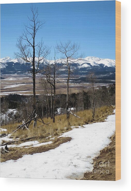 Nature Wood Print featuring the photograph Colorado Trail 1 by Claudette Bujold-Poirier