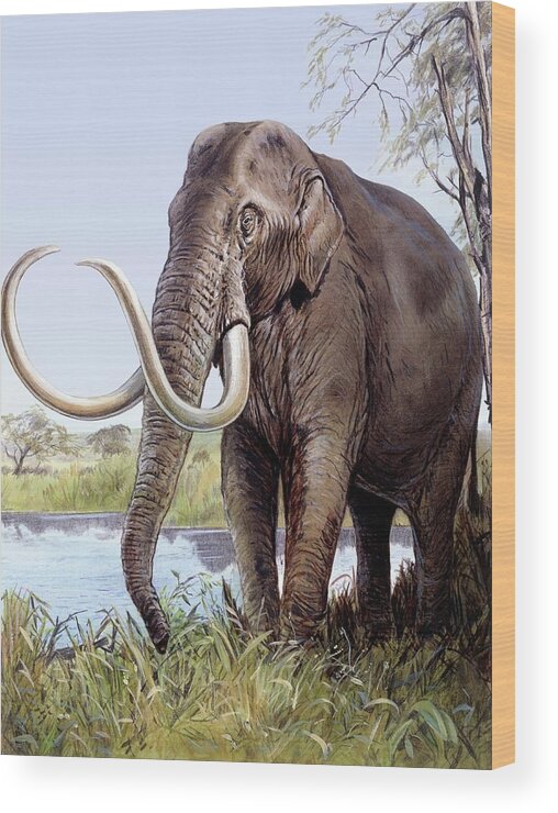 Columbian Mammoth Wood Print featuring the photograph Columbian Mammoth by Michael Long/science Photo Library