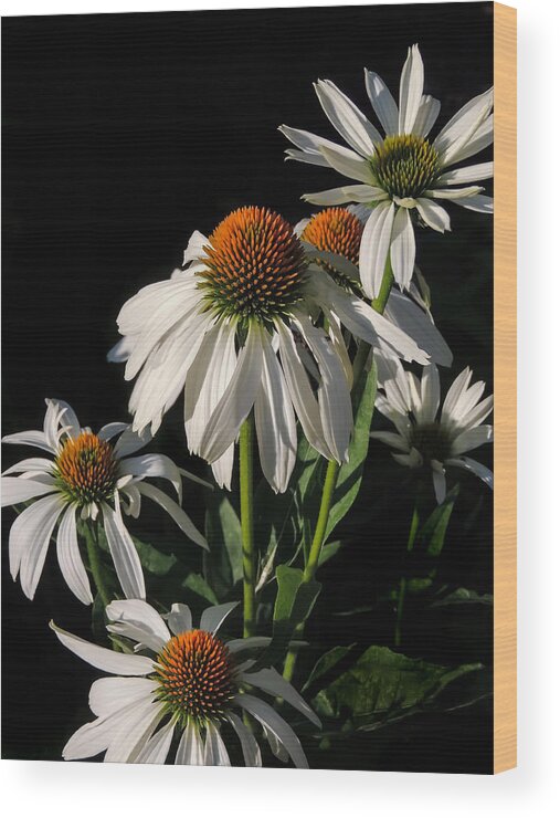 Flowers Wood Print featuring the photograph Cone Flowers by Robert Mitchell