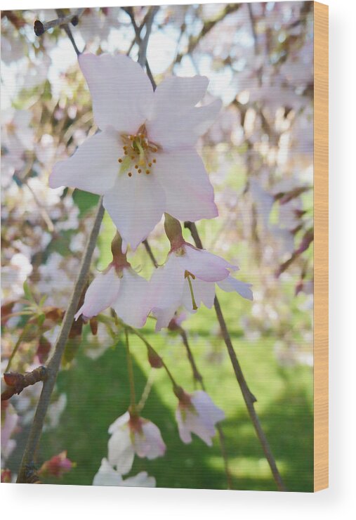 Blossom Wood Print featuring the photograph Conjunction by Steve Taylor
