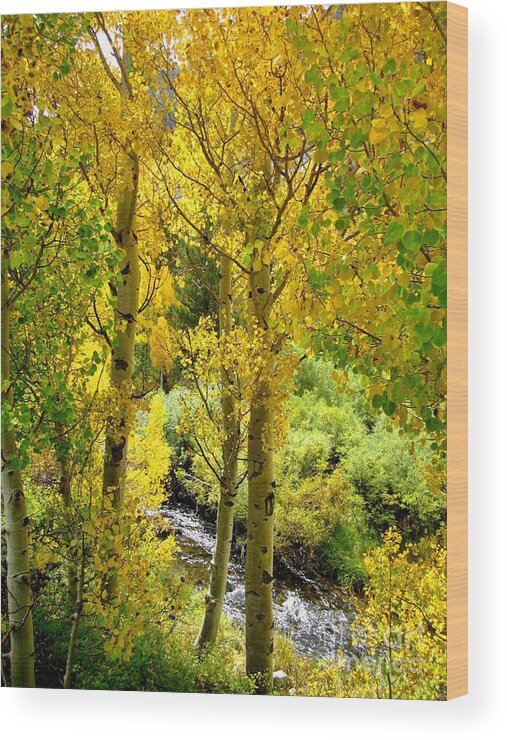 Autumn Wood Print featuring the photograph Creekside by Marilyn Diaz