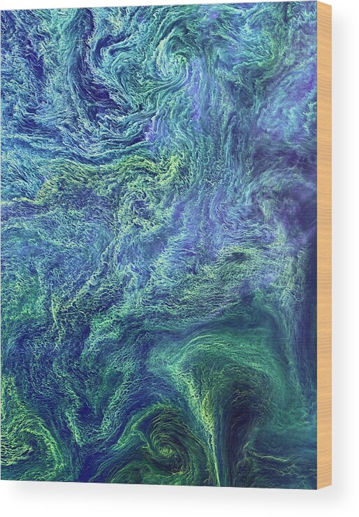 Nobody Wood Print featuring the photograph Cyanobacteria Bloom by Nasa