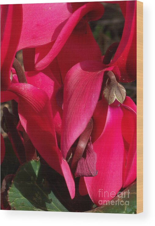 Flowers Wood Print featuring the photograph Cyclamen by Kathy McClure