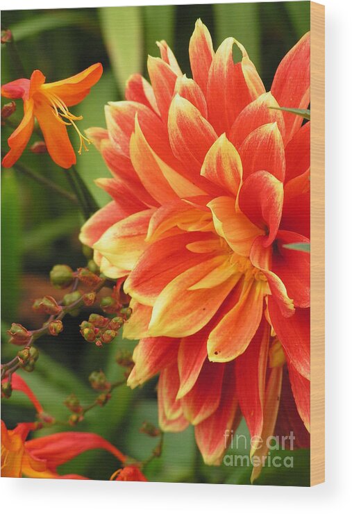 Dahlia Wood Print featuring the photograph Dahlia by Spikey Mouse Photography