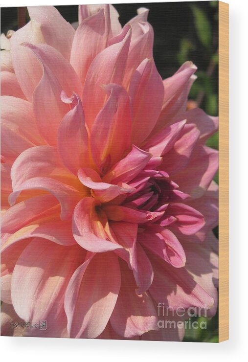 Dahlia Wood Print featuring the photograph Dahlia named Fire Magic by J McCombie