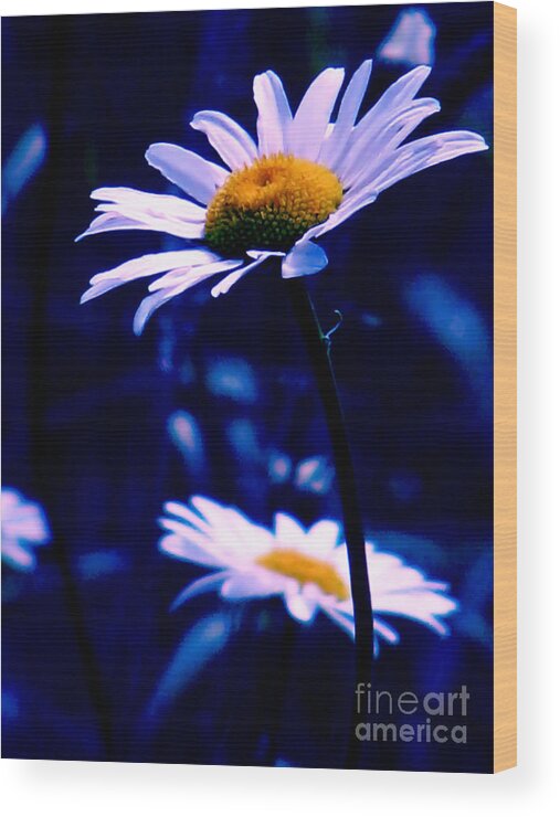 Nature Wood Print featuring the photograph Daisies In The Blue Realm by Rory Siegel