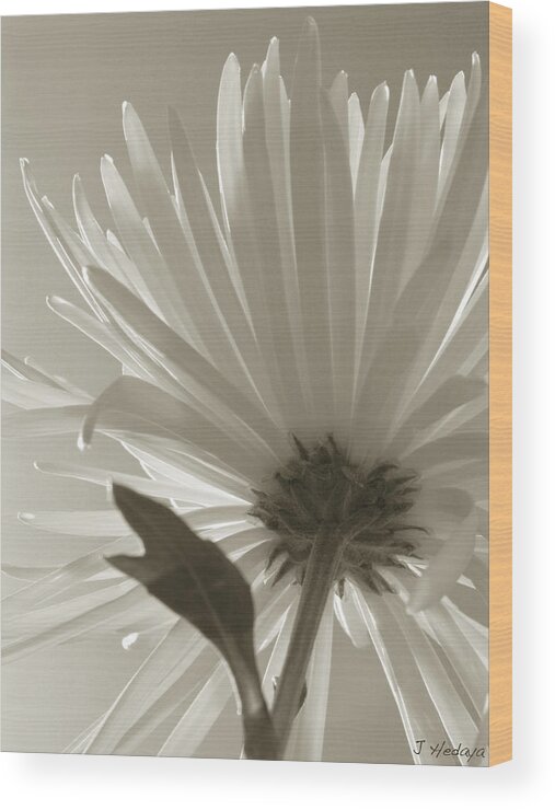 Flowers Wood Print featuring the photograph Daisy Sepia Abstract by Joseph Hedaya